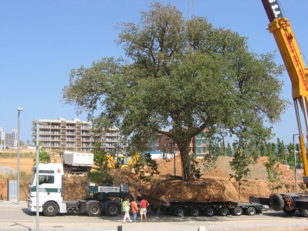 Transport d’arbres.