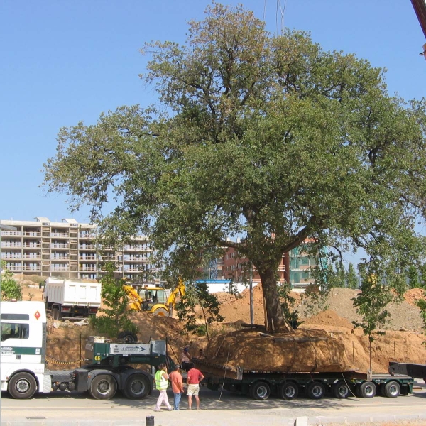 Transport of a tree.